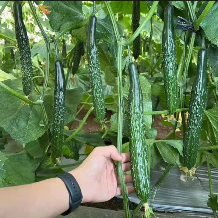 High%20Germination%20Best%20Quality%20Green%20Cucumber%20Seed%20F1%20Hybrid%20Intake%20Paket%20Seeds%20-%20Image%206