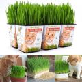 2000 Pcs Cat Grass Bonsai seeds Herb Edible Lemongrass Bonsai Plant.