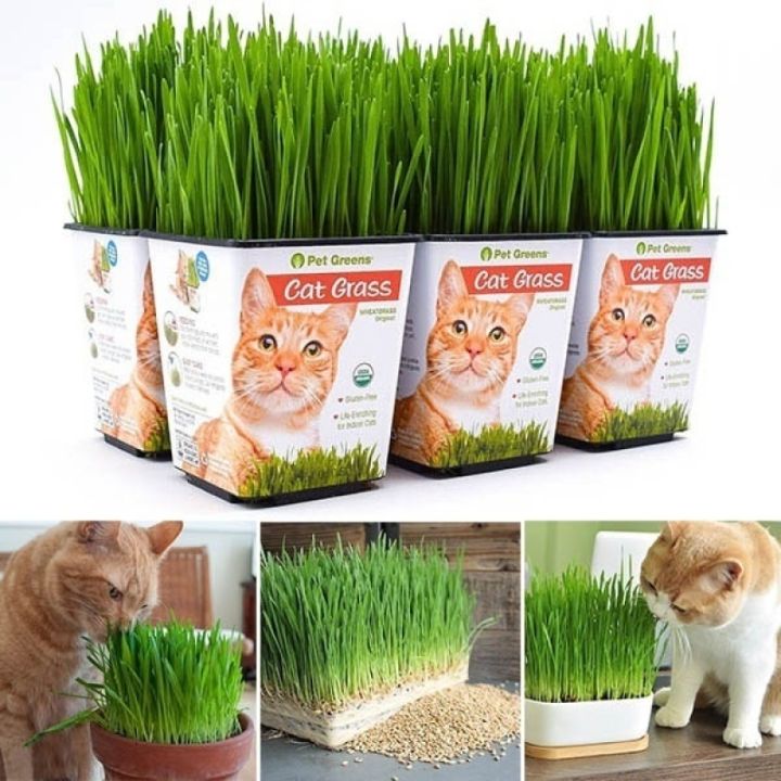 2000%20Pcs%20Cat%20Grass%20Bonsai%20seeds%20Herb%20Edible%20Lemongrass%20Bonsai%20Plant%20-%20Image%202