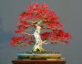Japanese Bonsai Mini Red Maple Tree  -15 Pcs Seeds. 