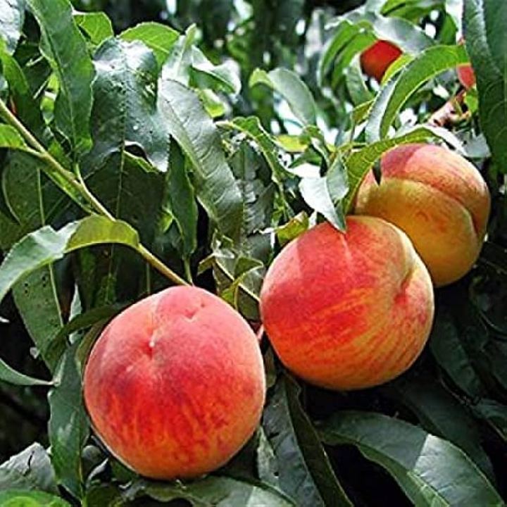Global%20Sweet%20Peach%20Fruit%20Tree%20Seeds%20-%203%20Seeds%20-%20Image%204