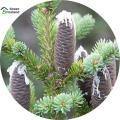 30 Pcs Fir Tree Seeds - 30 Pcs Seeds (Imported Global Seeds). 