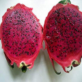 Red Dragon Tree 5 pcs For Home Gardening - Cutting of Dragon Fruit Plant. 