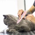 Pet Grooming Kit LED Light Rechargeable Pets Clippers Dog Cat Hair Trimmer Paw Nail Grinder Foot Cutter Hair Cutting Machine. 