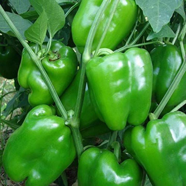 Fresh Rare Red Carolina Reaper Pepper bonsai (hot chilli ) Organic Vegetable 30pcs
