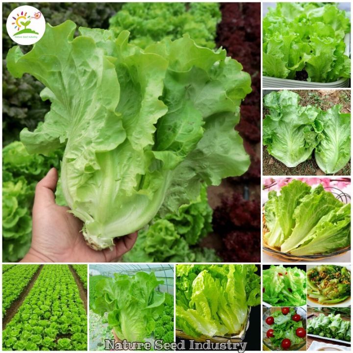 100Pcs%20-Home%20garden%20plant%20Lettuce%20Grand%20Rapid%20Seeds%20Easy%20to%20Grow%20-%20Image%203