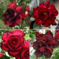 Duble Red Petal Adenium Seeds 3 PiceS Seeds.