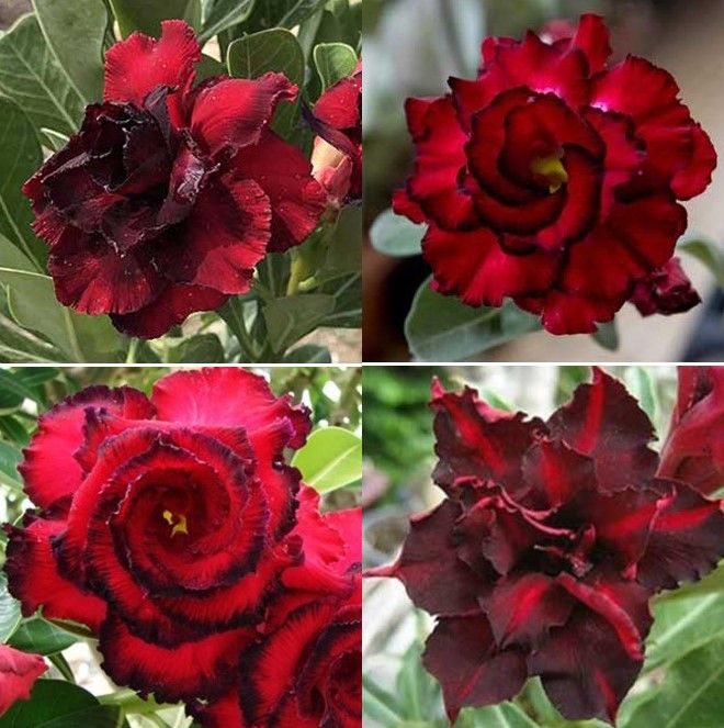 Duble Red Petal Adenium Seeds 3 PiceS Seeds