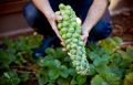 ছোট জাতের বাঁধাকপি / Brussel Sprouts RePack 10pcs. 