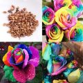 All Season Real Rainbow Mix Colour Roses Flower Seeds - 30 Pcs Seeds.