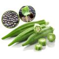 ঢেড়স বীজ - হাইব্রিড জাতের ৩৫+ পিচ বীজ - Lady's Finger Seeds - 35 Pcs.