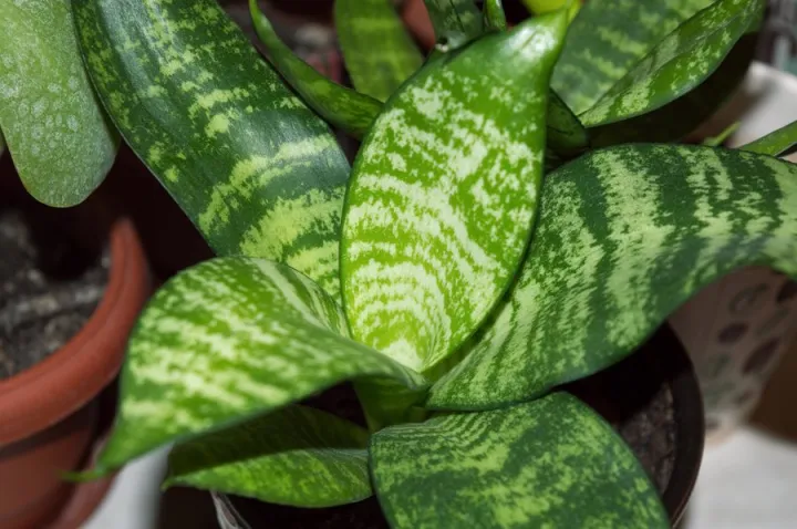 Snake%20plant,%20(sansevieria%20green%20small),%20(Without%20pot)%20Plant%20-%20Image%203