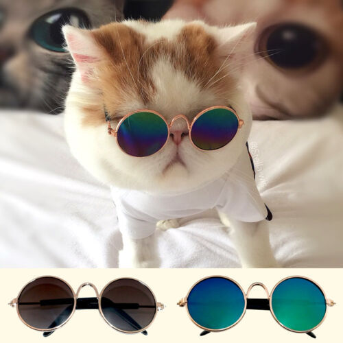 Cat Sunglass Toy - Multi Colour Full