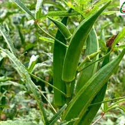 Hybride%20Ladies%20Finger%20Seeds%20%20-%2020%20pcs%20Packet%20-%20Image%202