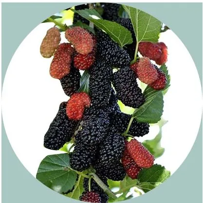 20%20Pcs%20Global%20Giant%20Raspberry%20Fruit%20Tree%20Seeds%20-%20Image%202