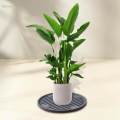Plant Stand Plant Trays Planter Trolley Tray Coaster Water Storage Dia 28cm. 