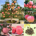 Apple Bonsai Tree Seeds -15 Pcs (Global Seeds). 