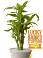 Lucky Bamboo Plant (rooted 02 pieces). 