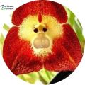 Monkey Face Orchid Seeds- 10 Pcs Seeds. 