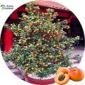 5 Pcs All Season Apricot Tree Seeds. 