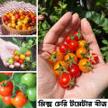 Hybrid Cherry Tomato Mix seeds 25 pis. 