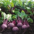 Beetroot Seed - 03/06/10 gram Seed - বিটরুট / বিটকপি লাল বীট এর বীজ.