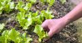 Lettuse Seed - 25/50 pcs F1 Hybrid - লেটুস পাতার বীজ.