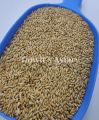 Fresh Canary seeds for birds -500 g. 