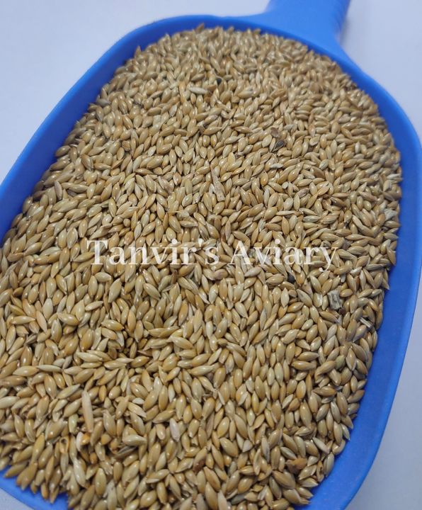 Fresh%20Canary%20seeds%20for%20birds%20-500%20g%20-%20Image%204