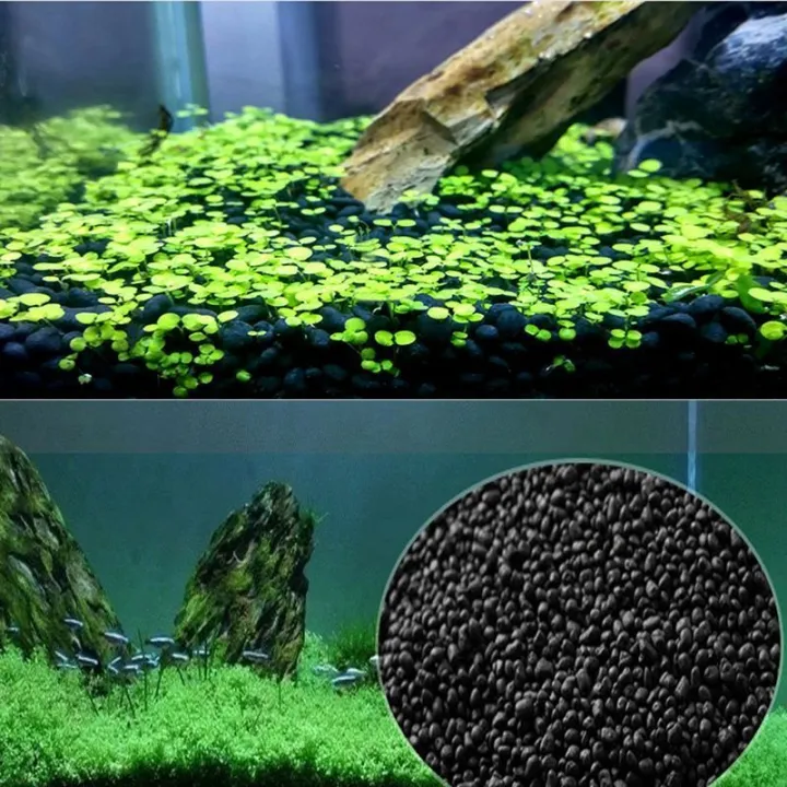 1000%20pcs%20Aquarium%20Grass%20Seeds%20For%20Fish%20Tank%20Plants%20seeds-%201000Pcs%20-%20Image%203