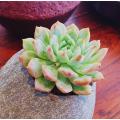 Colorful Lithops Seeds for Plants, Pseudotruncatella ( D-43 ) - 10 pcs. 