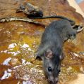 Bosny Rat Trapping Glue 400 ML Rat Glue. 