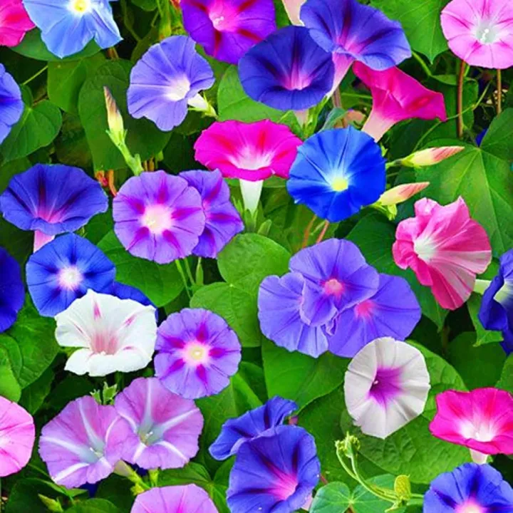 Moonflower%20Vinica%20Morning%20Glory%20-10+Seeds%20-%20Image%206