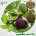 40 Pis Fig Fruit Seeds + Gift. 