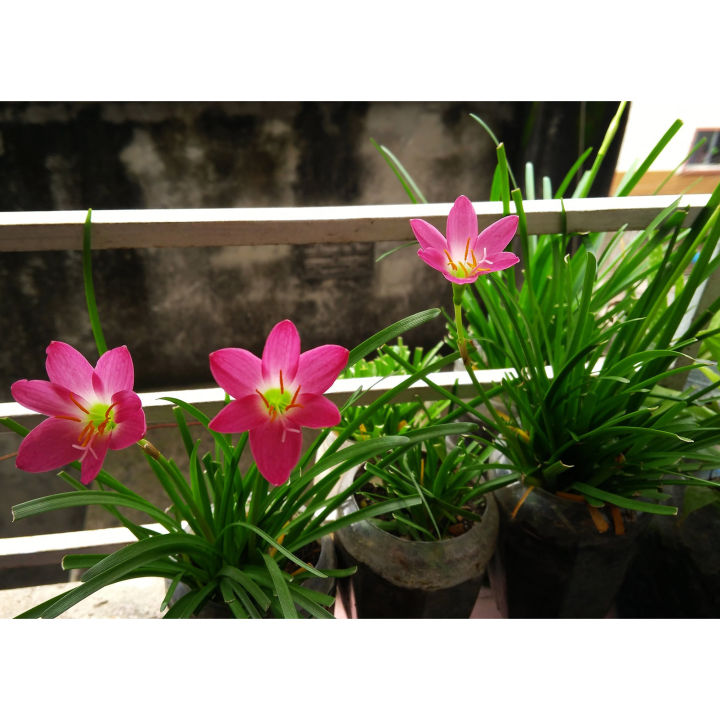 Rain%20Lily%20Flower%20Bulb%20-%20%E0%A6%B0%E0%A7%87%E0%A6%87%E0%A6%A8%20%E0%A6%B2%E0%A6%BF%E0%A6%B2%E0%A6%BF%20%E0%A6%AB%E0%A7%81%E0%A6%B2%E0%A7%87%E0%A6%B0%20%E0%A6%AC%E0%A7%8D%E0%A6%AF%E0%A6%BE%E0%A6%9A%E0%A7%81%E0%A7%9F%E0%A6%BE%E0%A6%B0%20%E0%A6%AC%E0%A6%BE%E0%A6%B2%E0%A7%8D%E0%A6%AC/%20%E0%A6%95%E0%A6%A8%E0%A7%8D%E0%A6%A6/%E0%A6%AC%E0%A6%A1%20%E0%A6%AC%E0%A7%80%E0%A6%9C%20-%20%E0%A6%AE%E0%A6%BF%E0%A6%95%E0%A7%8D%E0%A6%B8%20%E0%A6%95%E0%A6%BE%E0%A6%B2%E0%A6%BE%E0%A6%B0%20-%20Image%202