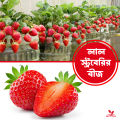 Hybrid Red strawberry fruts seeds 30 pice + gift.