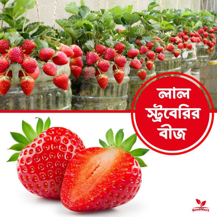 Hybrid%20Red%20strawberry%20fruts%20seeds%2030%20pice%20+%20gift%20-%20Image%203
