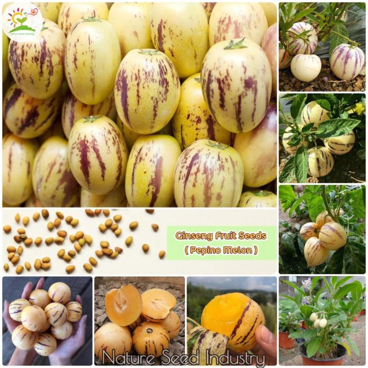GlobalSweet%20Pepino%20Melon%20Pear%20Seeds%20-%2015+%20Seeds%20-%20Image%205