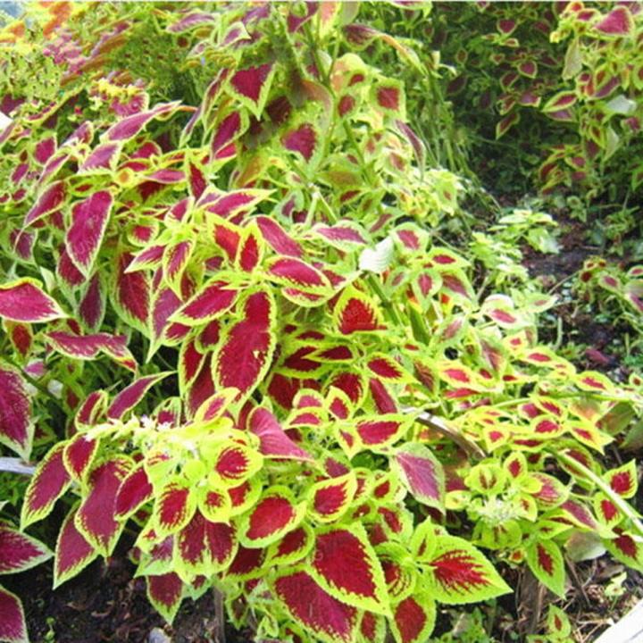Japanese Coleus Bonsai Tree Seeds -15 pcs seeds