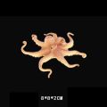 【Homesickneisi】New Realistic Sea Animals Solid Simulation Octopus Figurines ABS Actions Figures Models Collection EducationAl Toys For Children.