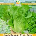 100+Pcs -Home garden plant Lettuce Grand Rapid Seeds Easy to Grow. 