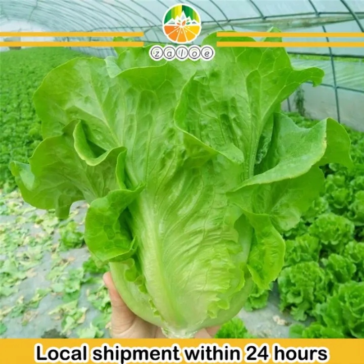 100+Pcs%20-Home%20garden%20plant%20Lettuce%20Grand%20Rapid%20Seeds%20Easy%20to%20Grow%20-%20Image%203
