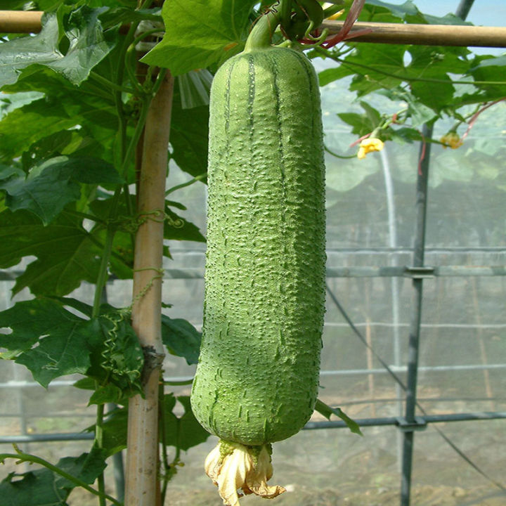 100%25%20Original%20Luffa%20Seed%20Loofah%20Seeds%20Organic%20Vegetable%20Seeds%20for%20Planting%20(30%20Seeds%20Per%20Pack)%20High%20Yield%20Vegetables%20Seeds%20for%20Gardening%20Bonsai%20Seeds%20Potted%20Live%20Plants%20for%20Sale%20Real%20Plants%20Microgreens%20Seeds%20Easy%20To%20Grow%20High%20Germination%20Rate%20-%20Image%205