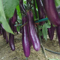 Bankim Purple Long Eggplant Brinjal Begun -100 seeds.