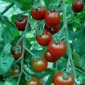 Red Cherry Tomato - 20 Seeds.