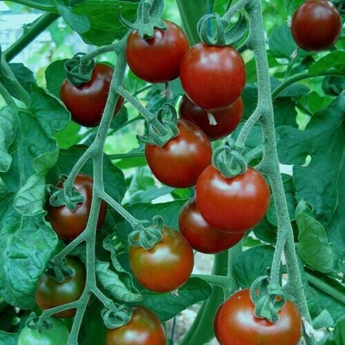 Red%20Cherry%20Tomato%20-%2020%20Seeds%20-%20Image%203