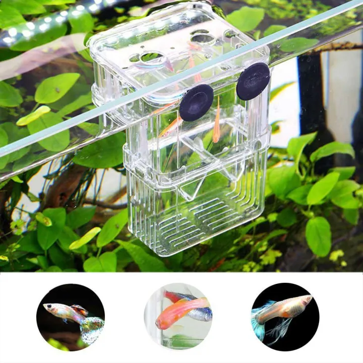 Aquarium fry incubator guppies transparent breeding box betta fish isolation box，S