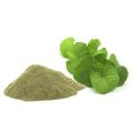 Brammi Powder/ Brahmi Powder/ Brammi Gura 100gm.