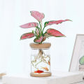 Transparent Flower Pot Hydroponic Automatic Water Absorption Plastic Flower Pot Sunlight Mall. 