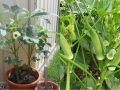 ঢেড়স বীজ - 35+ pcs Hybrid Okra/Dheros Seed For All Season পিস বীজ হাইব্রিড জাত বারোমাসি. 